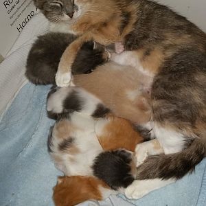 My Foster Cat Is Pregnant