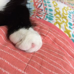 My cat has a lump on his paw?