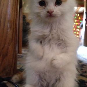 Lily the fluffy kitten!