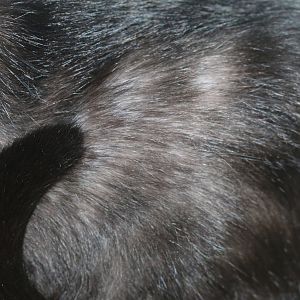 Cat with hair loss