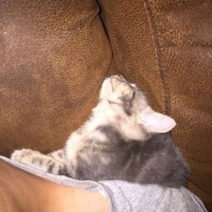 Need assistance with newborn kitten