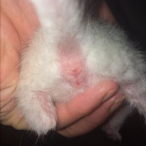 British shorthair cat 67 days pregnant help