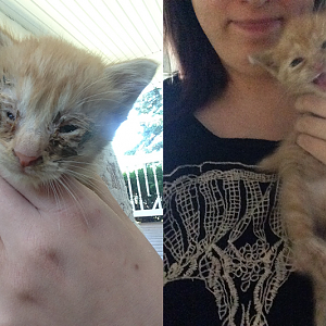 Two stray kittens with mean eye infections. PLEASE HELP.