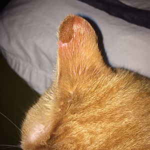 Weird Spot on Cat's Ear