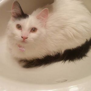 Cats in Sinks!!