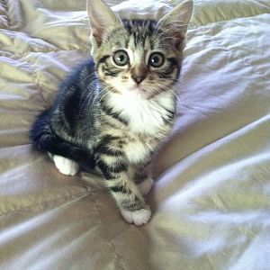 Help introducing cat food to nursing kitten