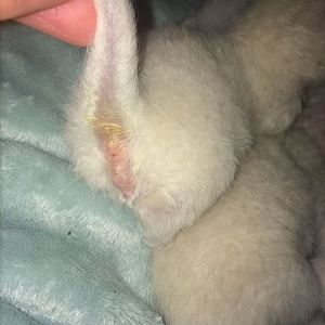 Sexing kittens please help
