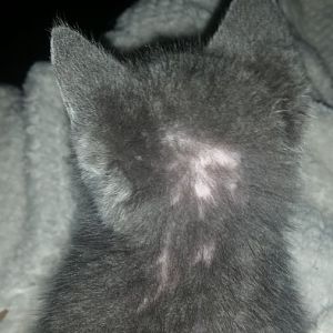 Kitten losing hair