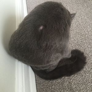 Sores on cats head