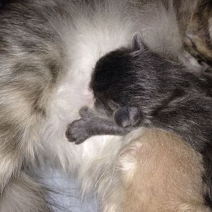 Help with cat in labor