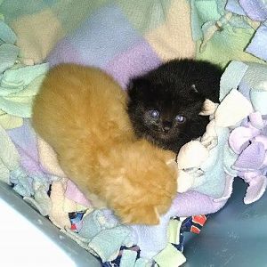 Orphaned kittens one troubled breathing