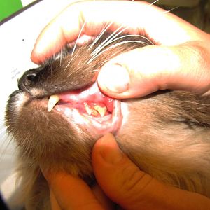 Cat with diabetes now has gingivitis and possibly reabsorption lesions