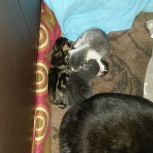 Kitten birth cats first litter
