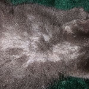 Sever hair loss 8 week old kitten