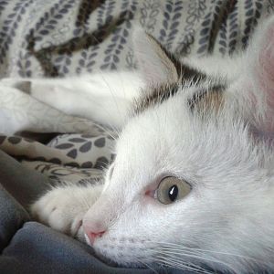 Brown eyes kitten :)