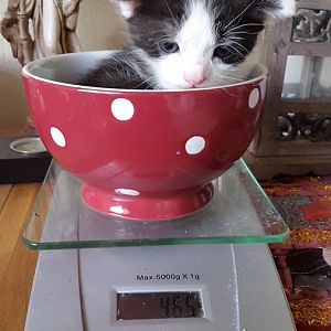 The weighing of Tipo the kitten....