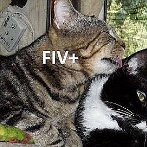 How long can FIV and FHV live outside of the body?