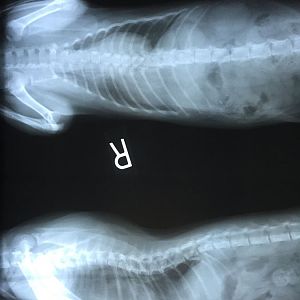 X-ray help?