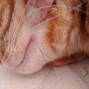 small reddish sore on cat's bottom lip