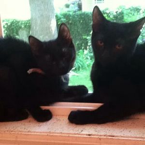 Two kittens need a home