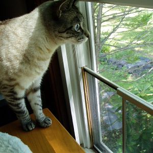 How Can I Make My Windows Safe for My Cats?
