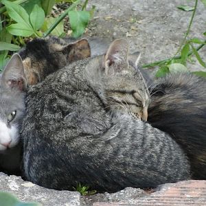 Non pregnant cat steals kittens