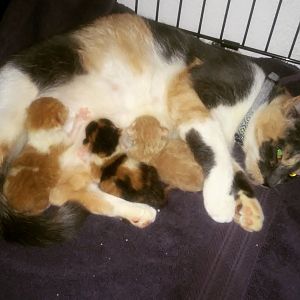 Help my cat is currently having her kittens!