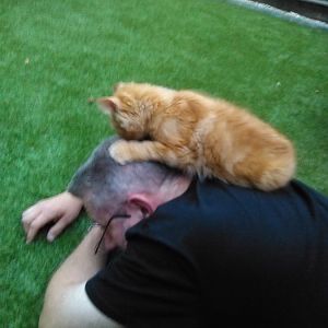 Blind kitten - litter training
