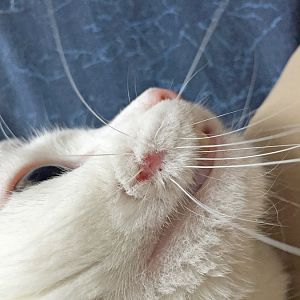 Fur / whiskers missing from cat's face, sneezing