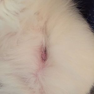 What is this on my cats belly?