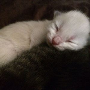 I need more info or personal experience with Interrupted Labor, it's been 48 hours since the last kitten.