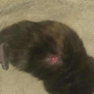 Help! Kitten with red bald spot