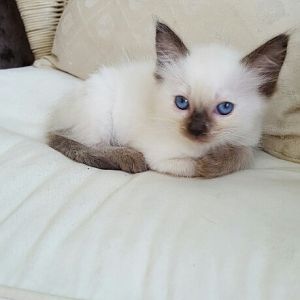 Kitten - Possible Lazy eye
