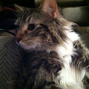 Full Maine Coon?