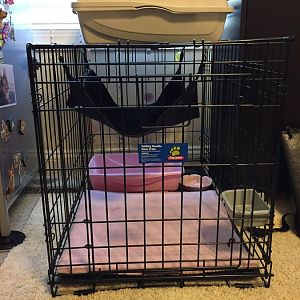 Do I need a litter box in my cat's crate?