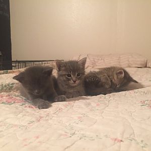 New to orphaned kittens (need advice)
