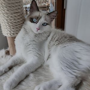 A lanky and hyper  5 1/2 month spayed female Ragdoll - what gives?