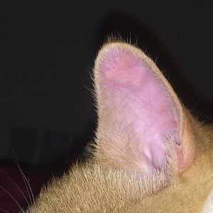 Weird clusters of bumps on cats ear