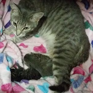 Our cat recently became a Mommy.