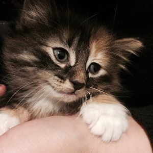 Help me determine the sex of my kitten