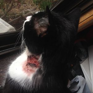 My cat has a black scab on his neck