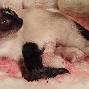 Cat in labor