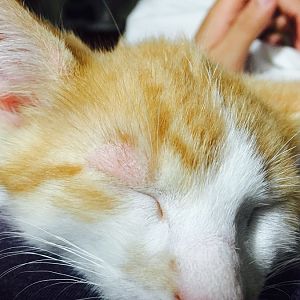 new kitten with eyelid problem