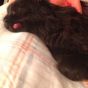 Cat with tumor on lip