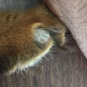 Dry flaky skin/scabbing and hair loss on new kitten.  Pic included.