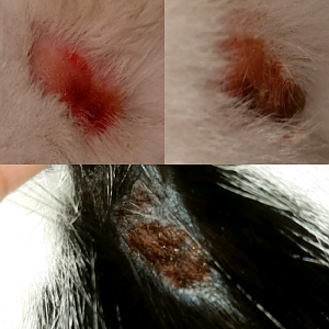 Possibly skin issues?