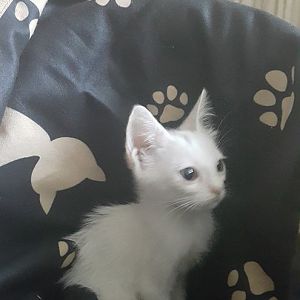 What breed is my kitten?