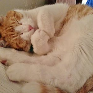 13 y.o. cat has intestinal cancer; need help deciding when to put him to sleep...