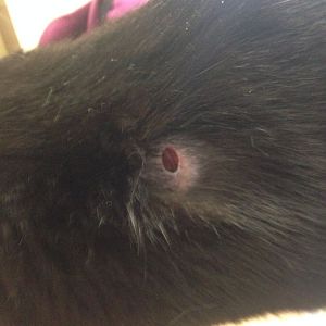 Wound on my cat's neck, spider bite?