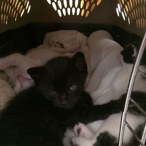 Found 3 (prox.) 4 Week Old Kittens -- Have Sesame-Grain Attached to Fur!
